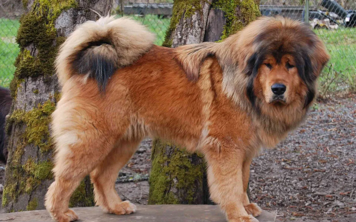Tibetan Mastiff