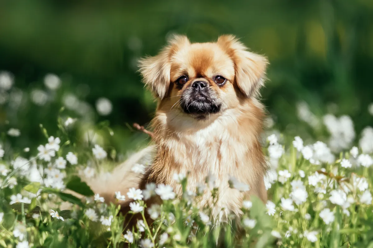 Tibetan Spaniel