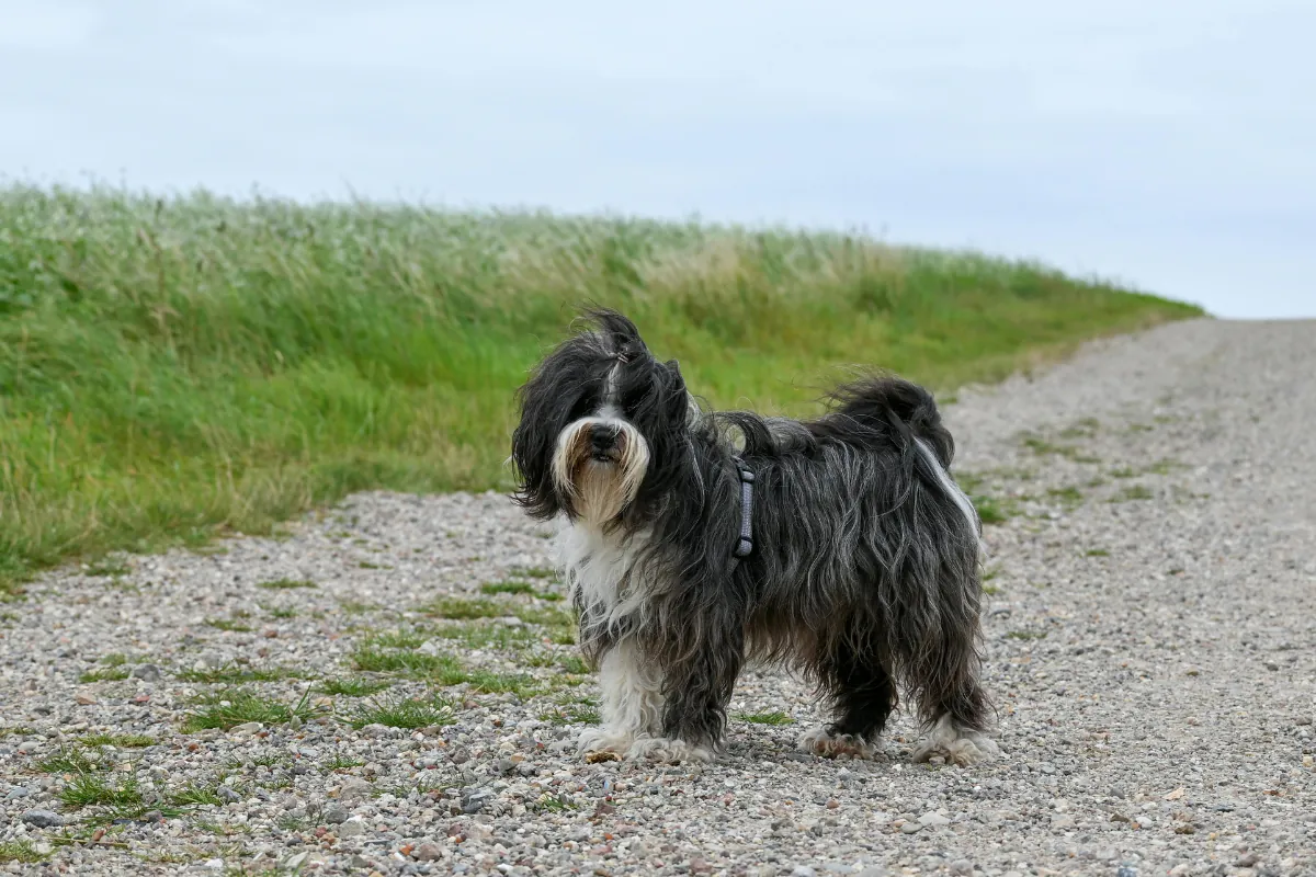 Tibetan Terrier