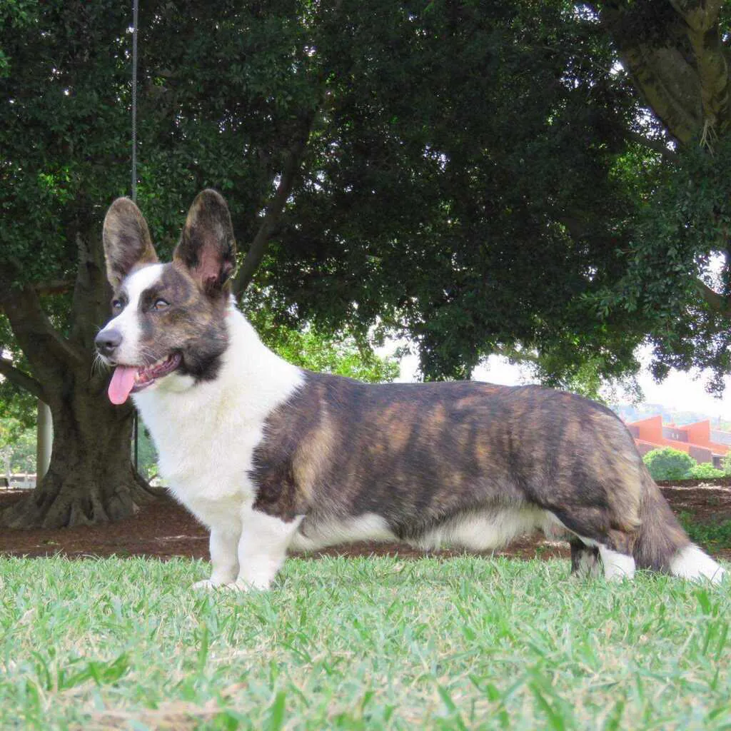 Welsh Corgi (Cardigan)