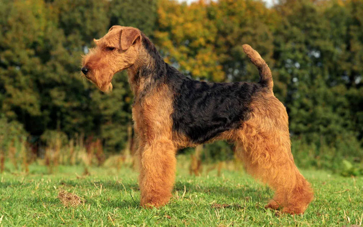 Welsh Terrier