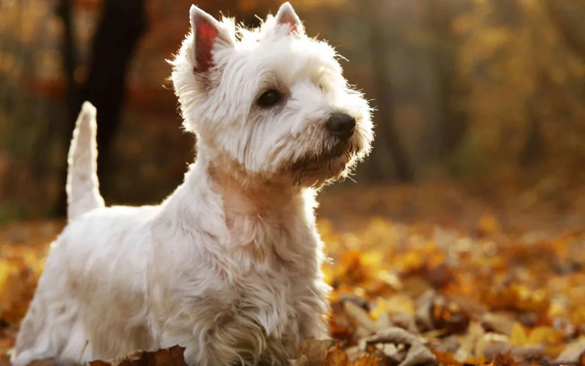 West Highland White Terrier
