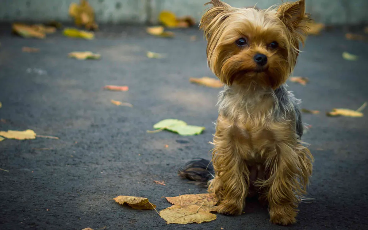Yorkshire Terrier